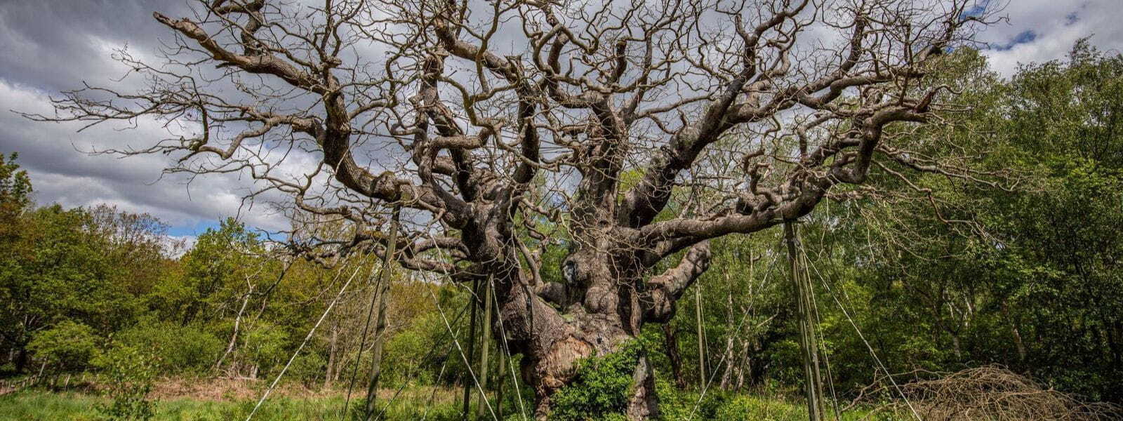 World-Famous Robin Hood Oak Tree Has Died